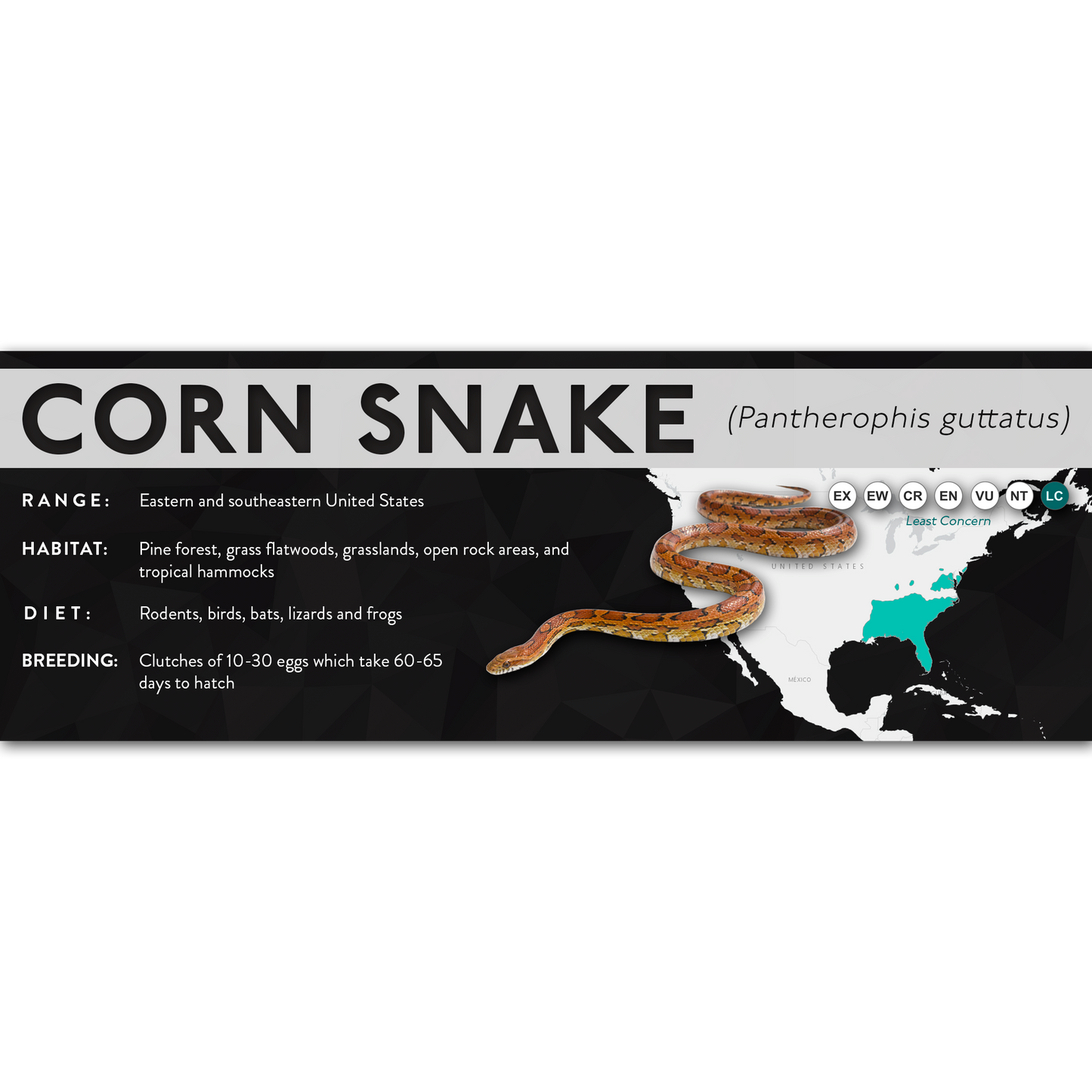 Corn Snake (Pantherophis guttatus) - X Label