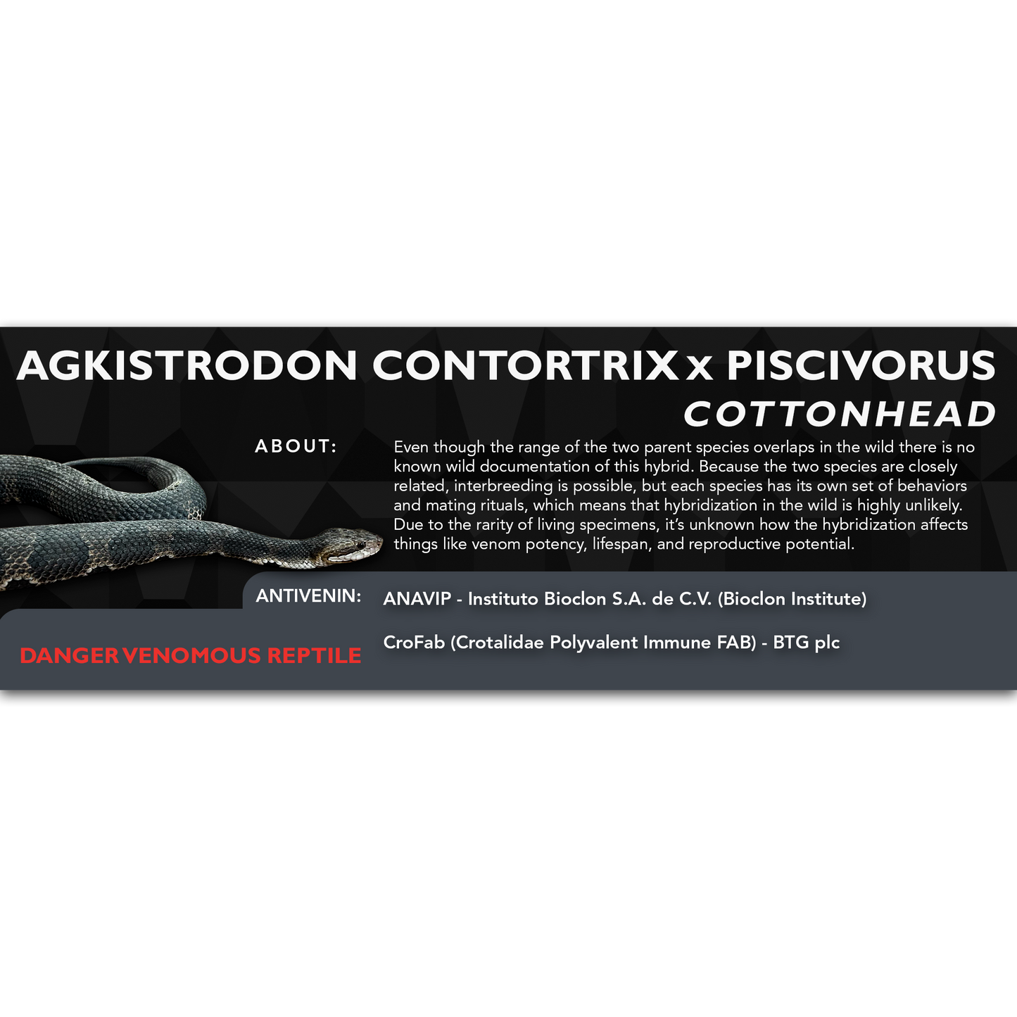 Cottonhead (Agkistrodon contortrix x piscivorus Hybrid) Classic Vivarium Label