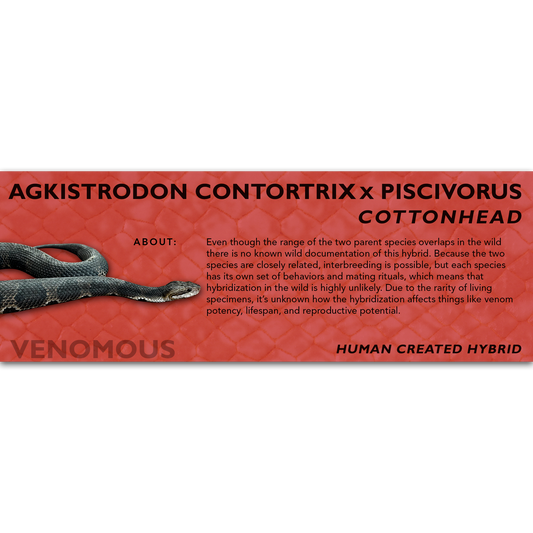 Cottonhead (Agkistrodon contortrix x piscivorus Hybrid) Classic Vivarium Label