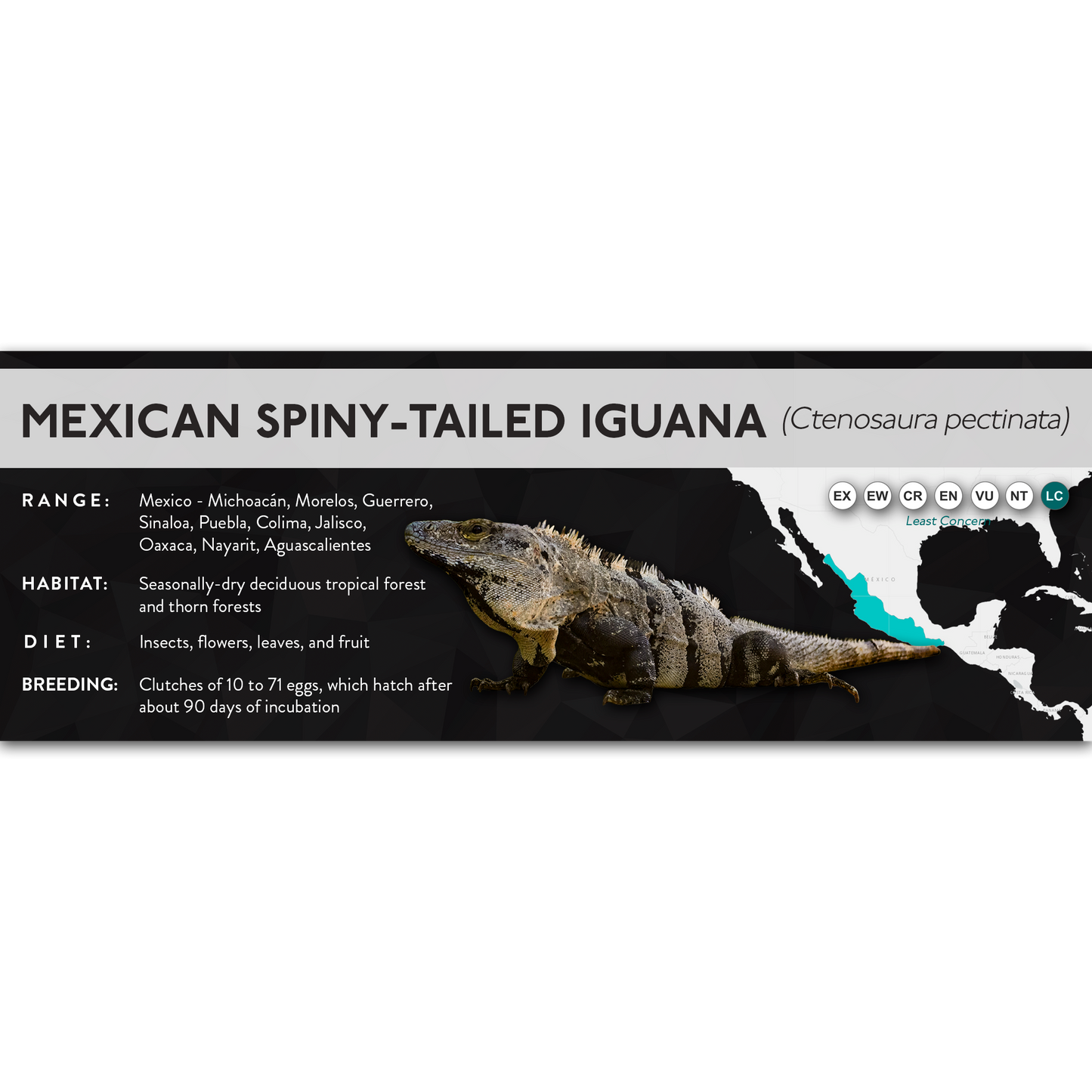 Mexican Spiny-Tailed Iguana (Ctenosaura pectinata) - X Label