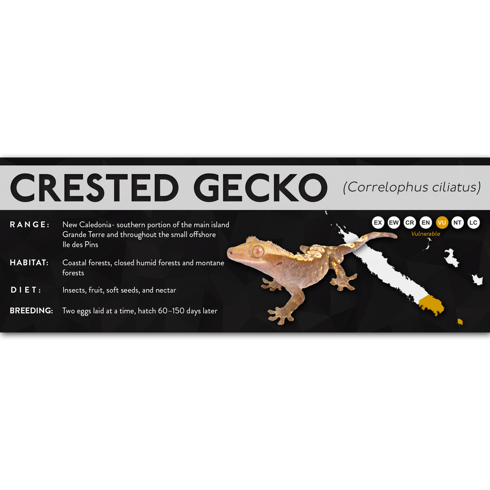Crested Gecko (Correlophus ciliatus) - X Label – Cloud Forest Design