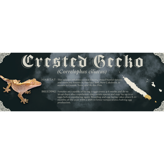 The Dark Mark - Gothic Style Special Edition Halloween Vivarium Label