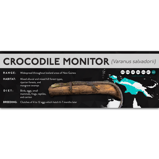 Crocodile Monitor (Varanus salvadorii) - X Label