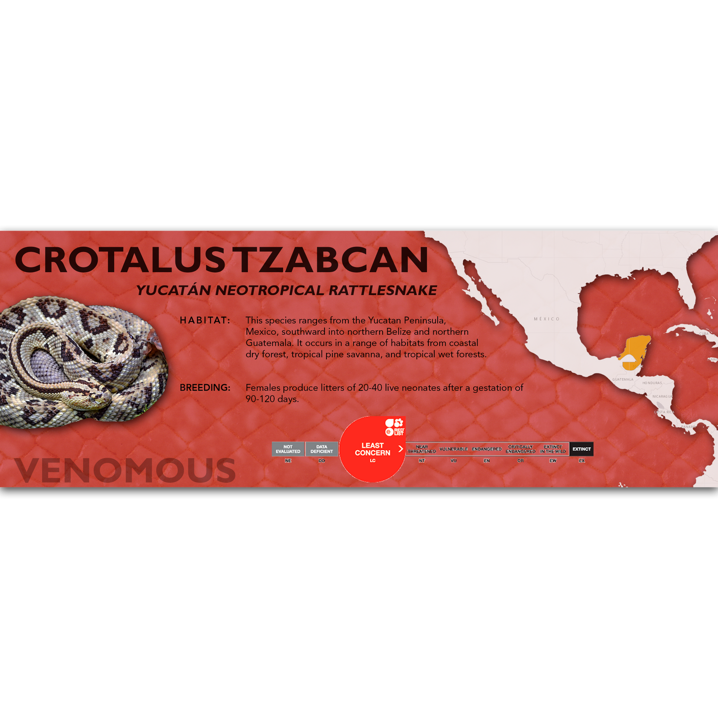 Yucatán Neotropical Rattlesnake (Crotalus tzabcan) Classic Vivarium Label