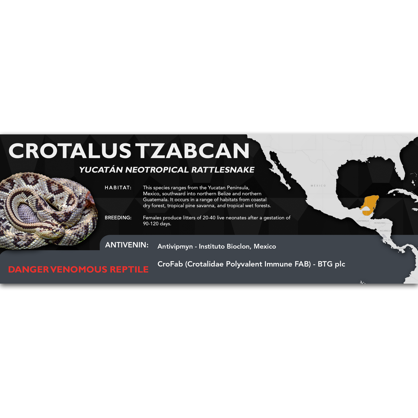 Yucatán Neotropical Rattlesnake (Crotalus tzabcan) Classic Vivarium Label