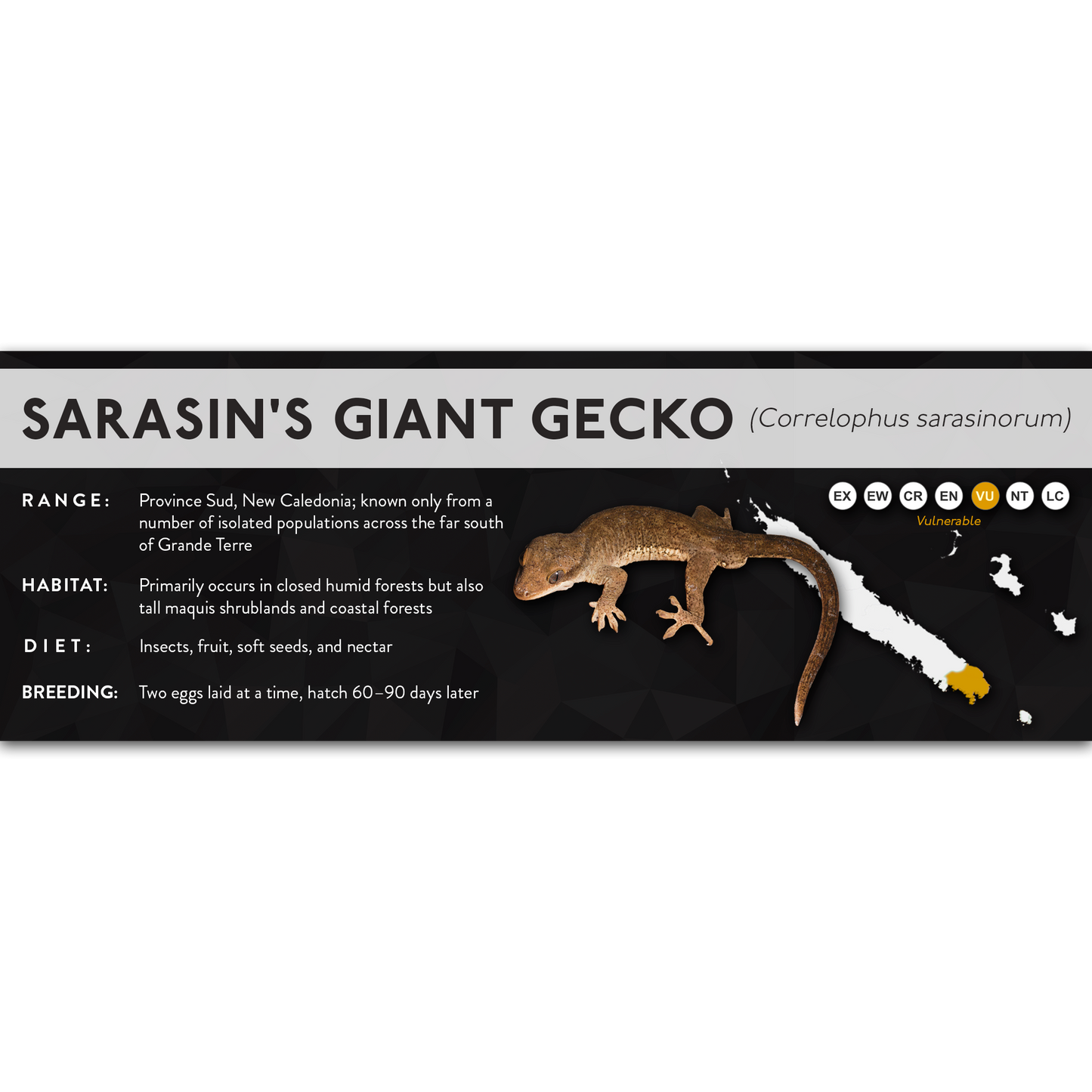 Sarasin's Giant Gecko (Correlophus sarasinorum) - X Label