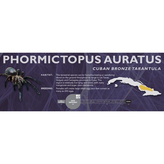 Cuban Bronze Tarantula (Phormictopus auratus) - Classic Vivarium Label