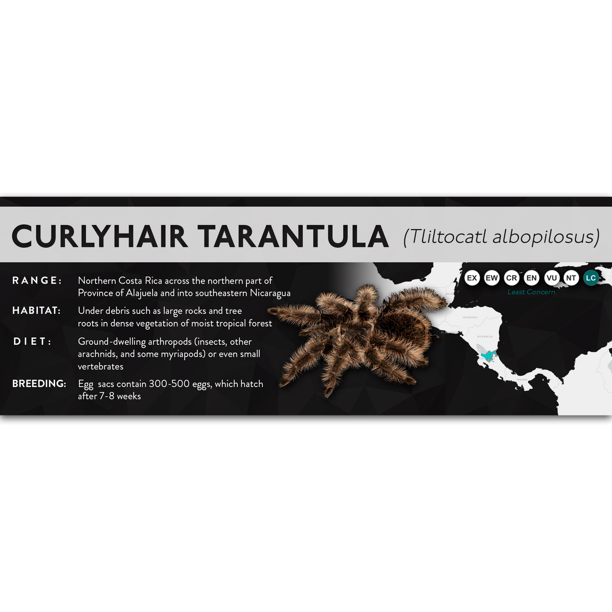 Curlyhair Tarantula (Tliltocatl albopilosus) - X Label – Cloud Forest ...