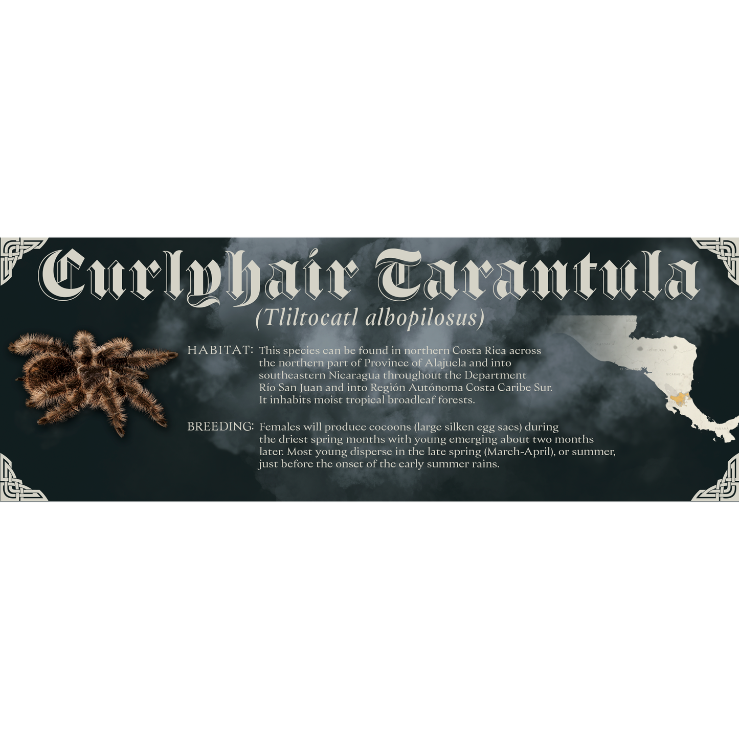 The Dark Mark - Gothic Style Special Edition Halloween Vivarium Label