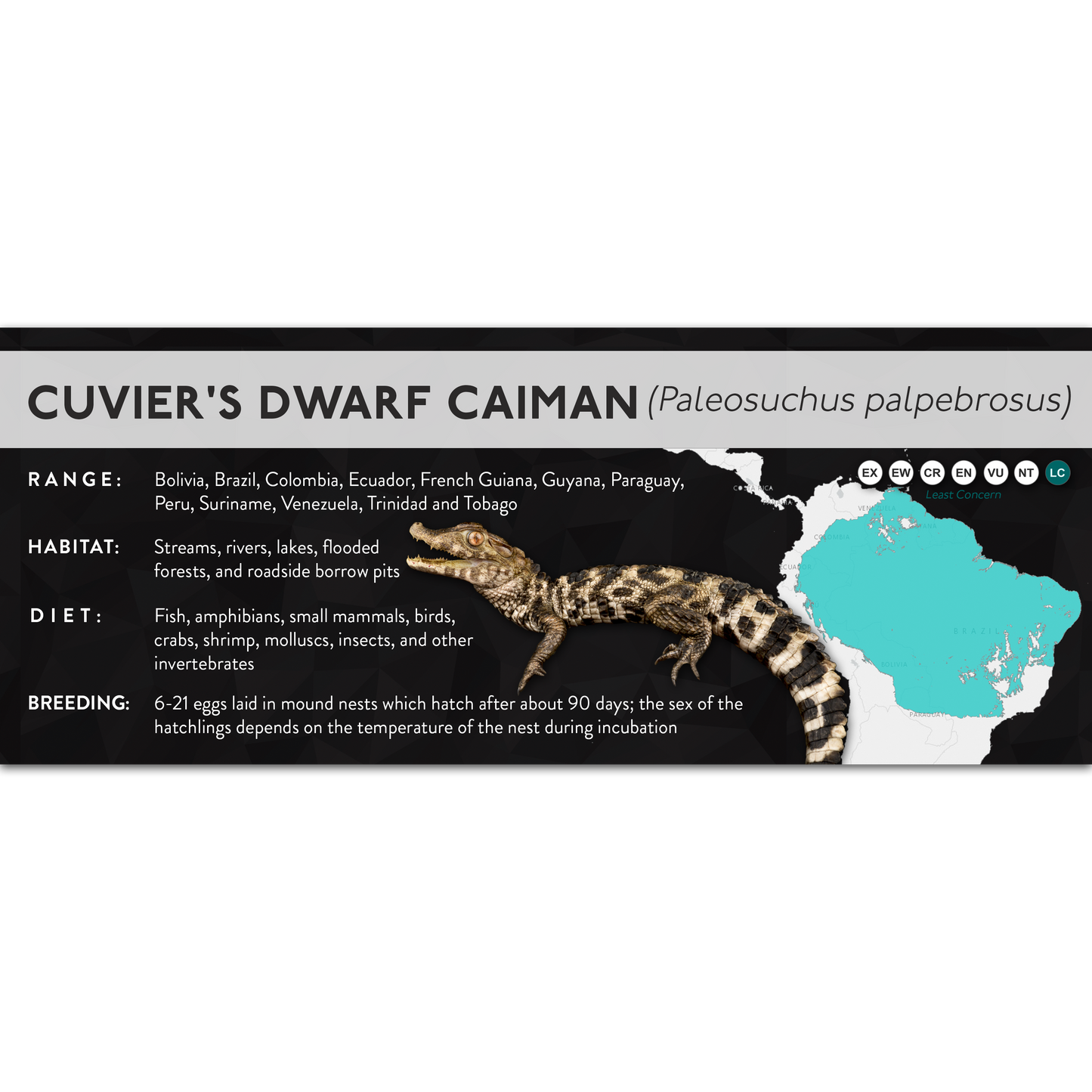 Cuvier's Dwarf Caiman (Paleosuchus palpebrosus) - X Label