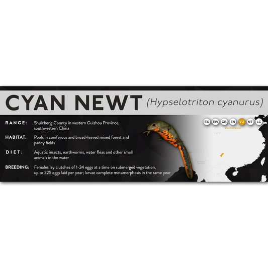 Cyan Newt (Hypselotriton cyanurus) - X Label