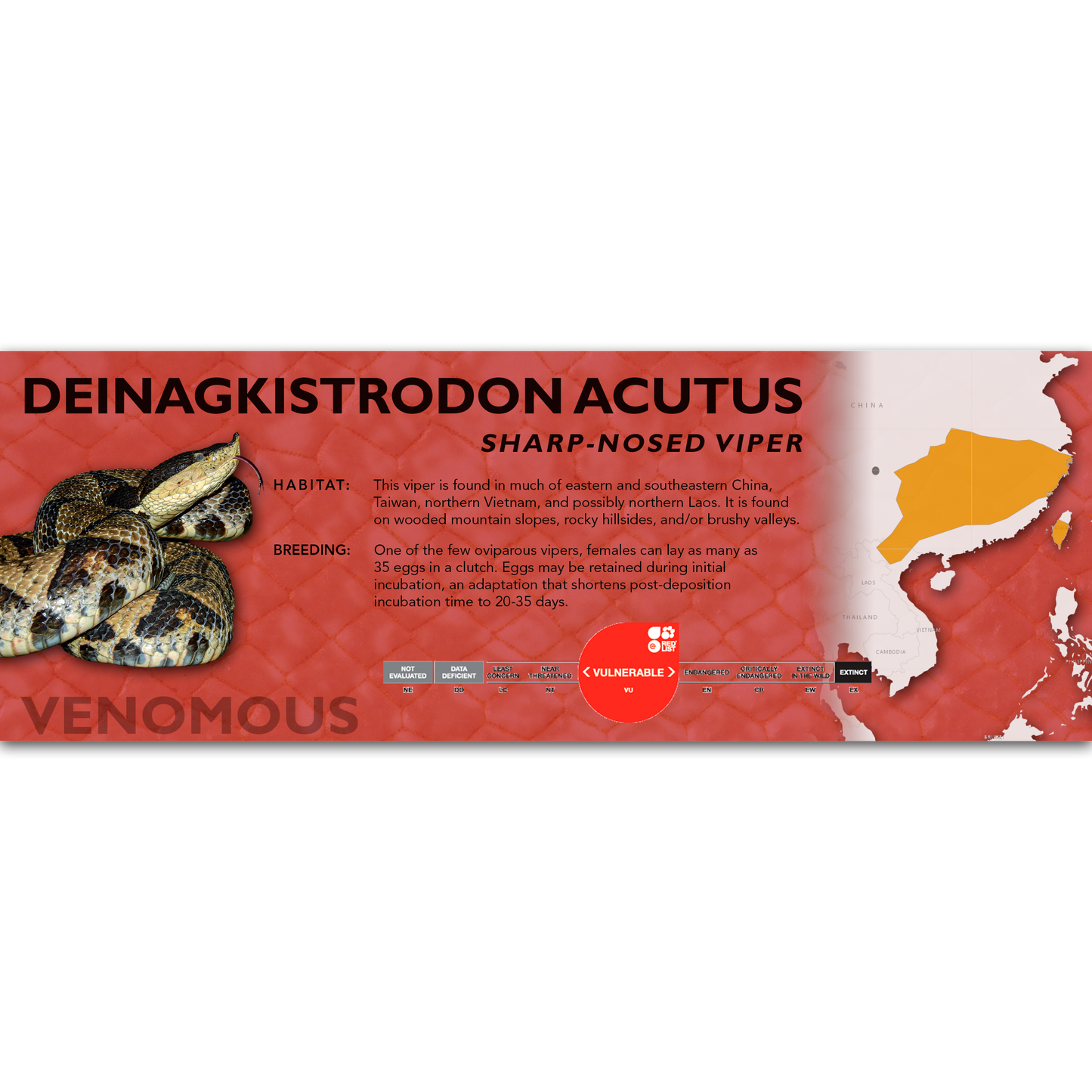 Sharp-Nosed Viper (Deinagkistrodon acutus) Classic Vivarium Label