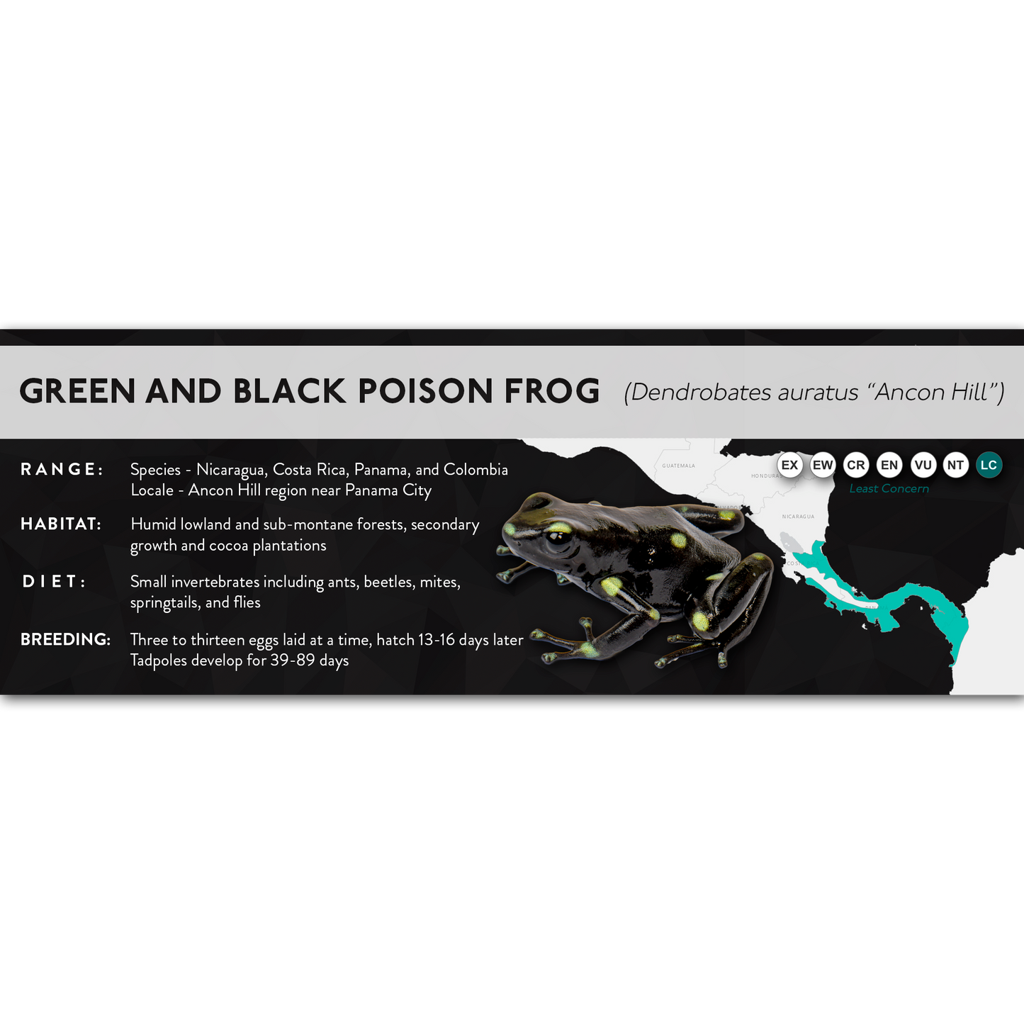 Green and Black Poison Frog (Dendrobates auratus) - X Label