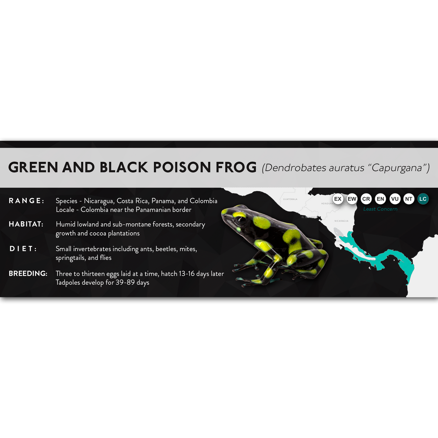 Green and Black Poison Frog (Dendrobates auratus) - X Label