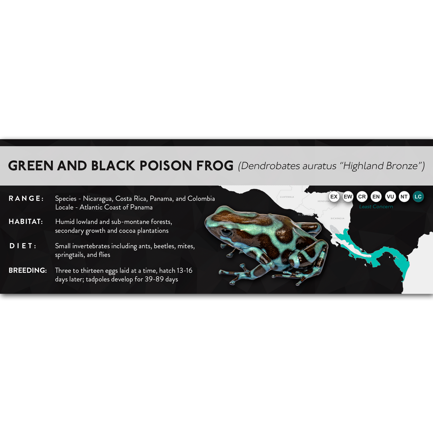 Green and Black Poison Frog (Dendrobates auratus) - X Label