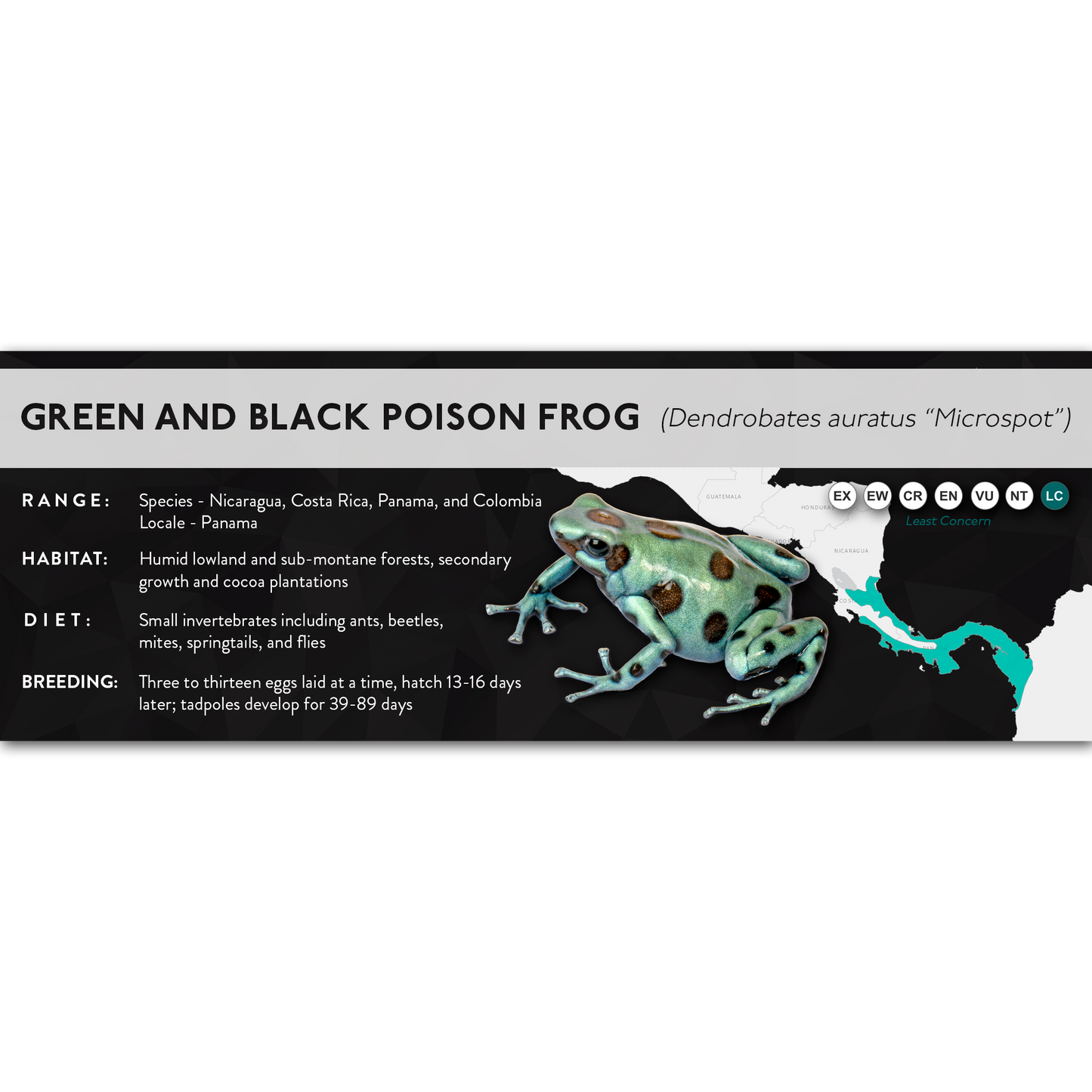 Green and Black Poison Frog (Dendrobates auratus) - X Label