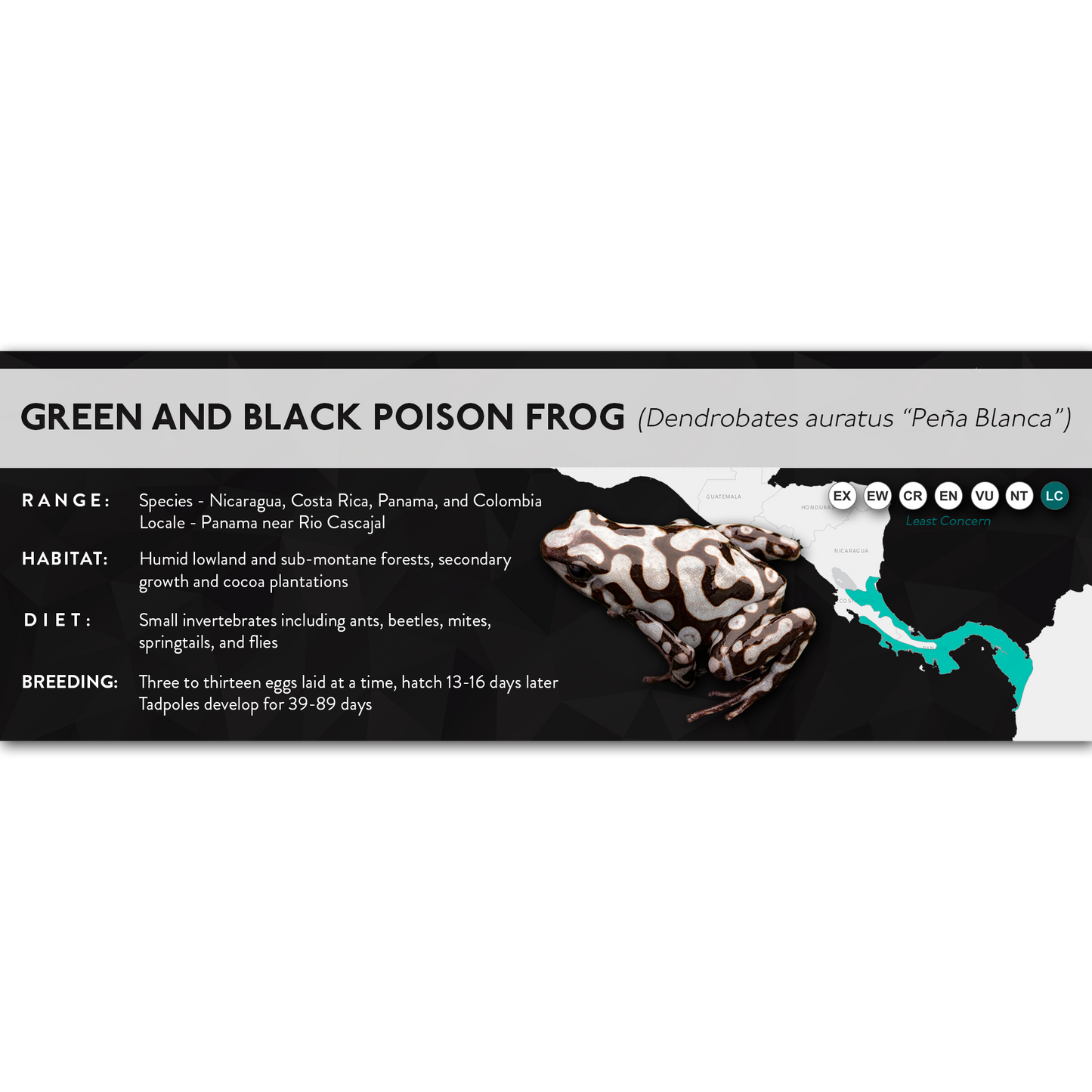 Green and Black Poison Frog (Dendrobates auratus) - X Label