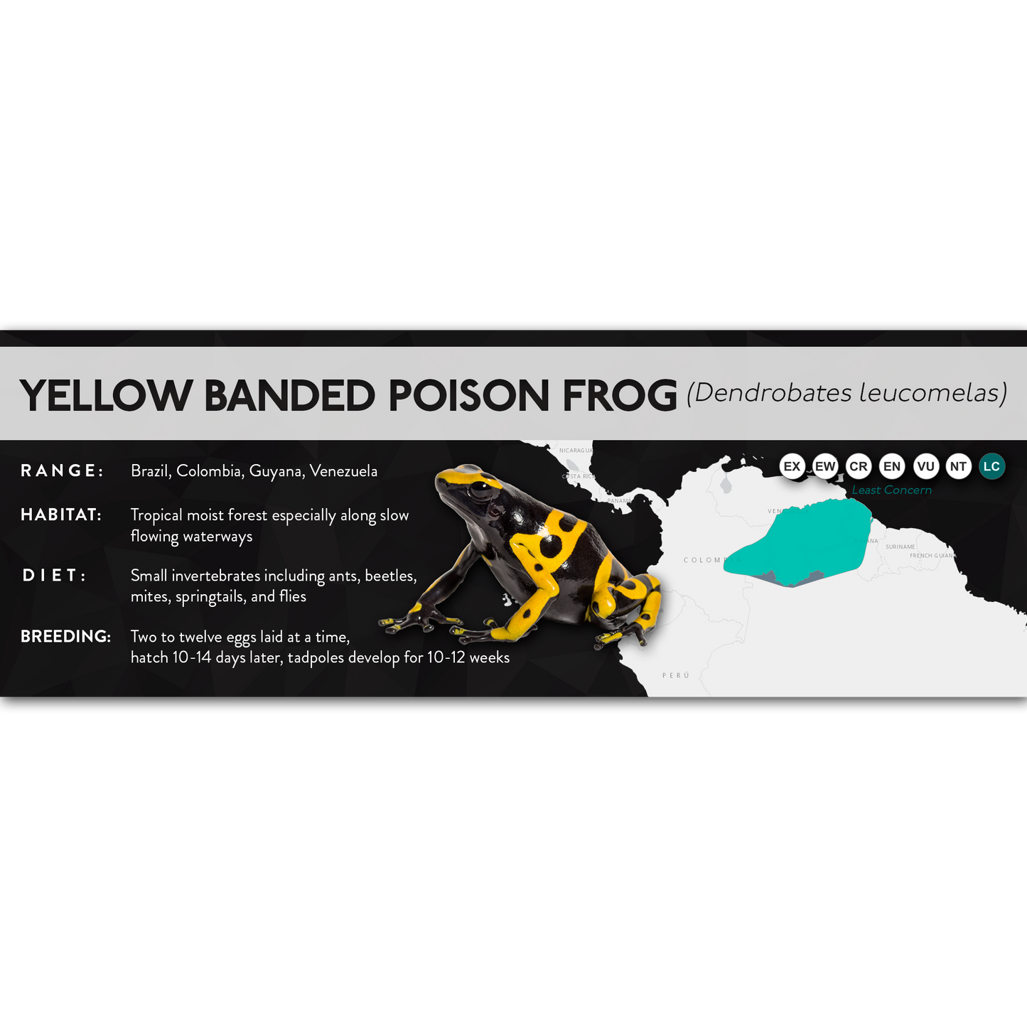 Yellow Banded Poison Frog (Dendrobates leucomelas) - X Label