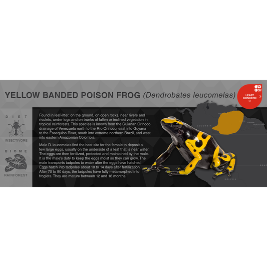 Yellow Banded Poison Frog (Dendrobates leucomelas) - Black Series Vivarium Label