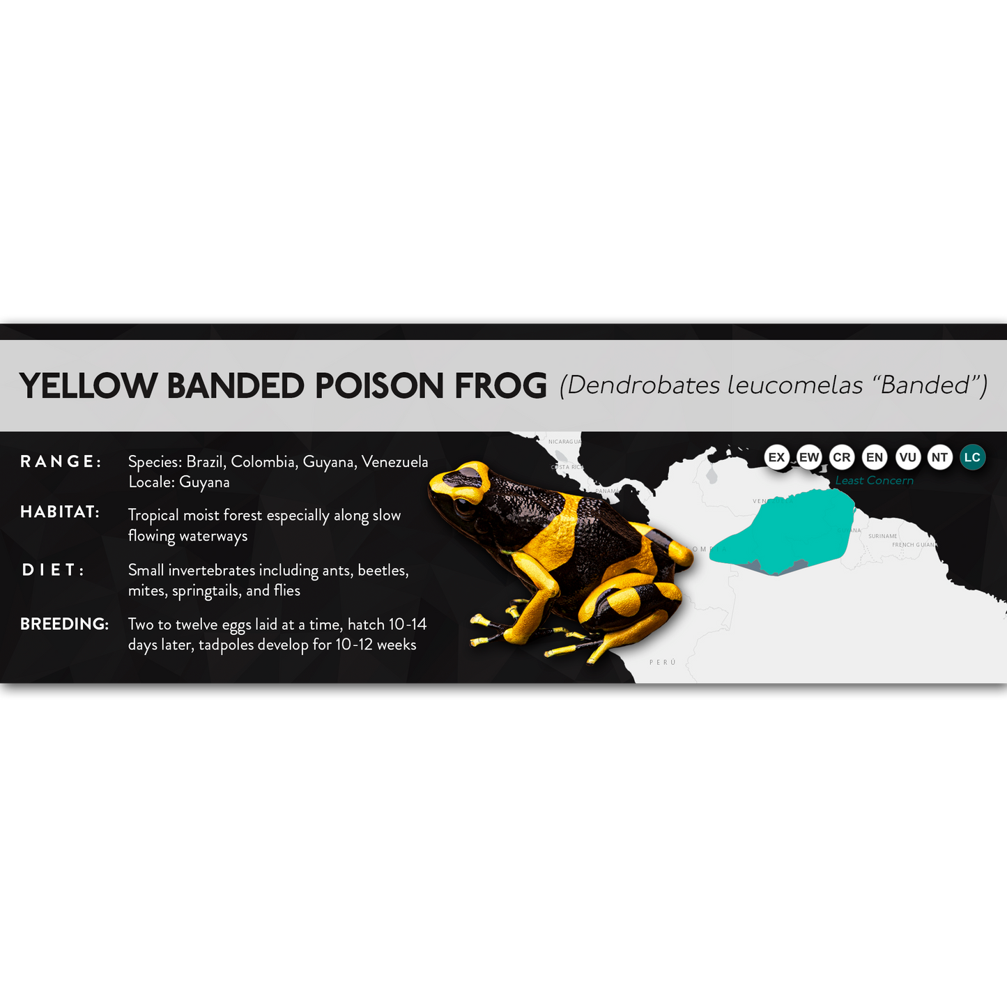 Yellow Banded Poison Frog (Dendrobates leucomelas) - X Label