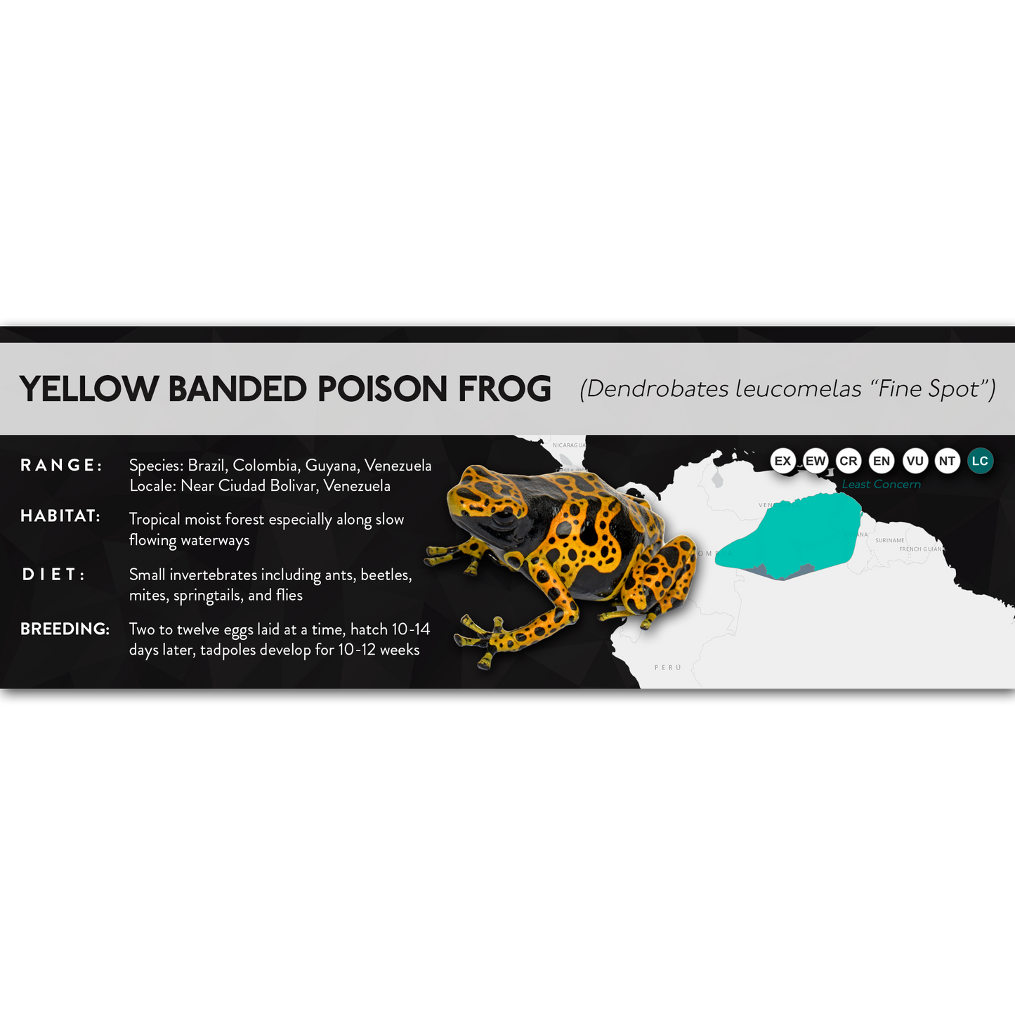 Yellow Banded Poison Frog (Dendrobates leucomelas) - X Label