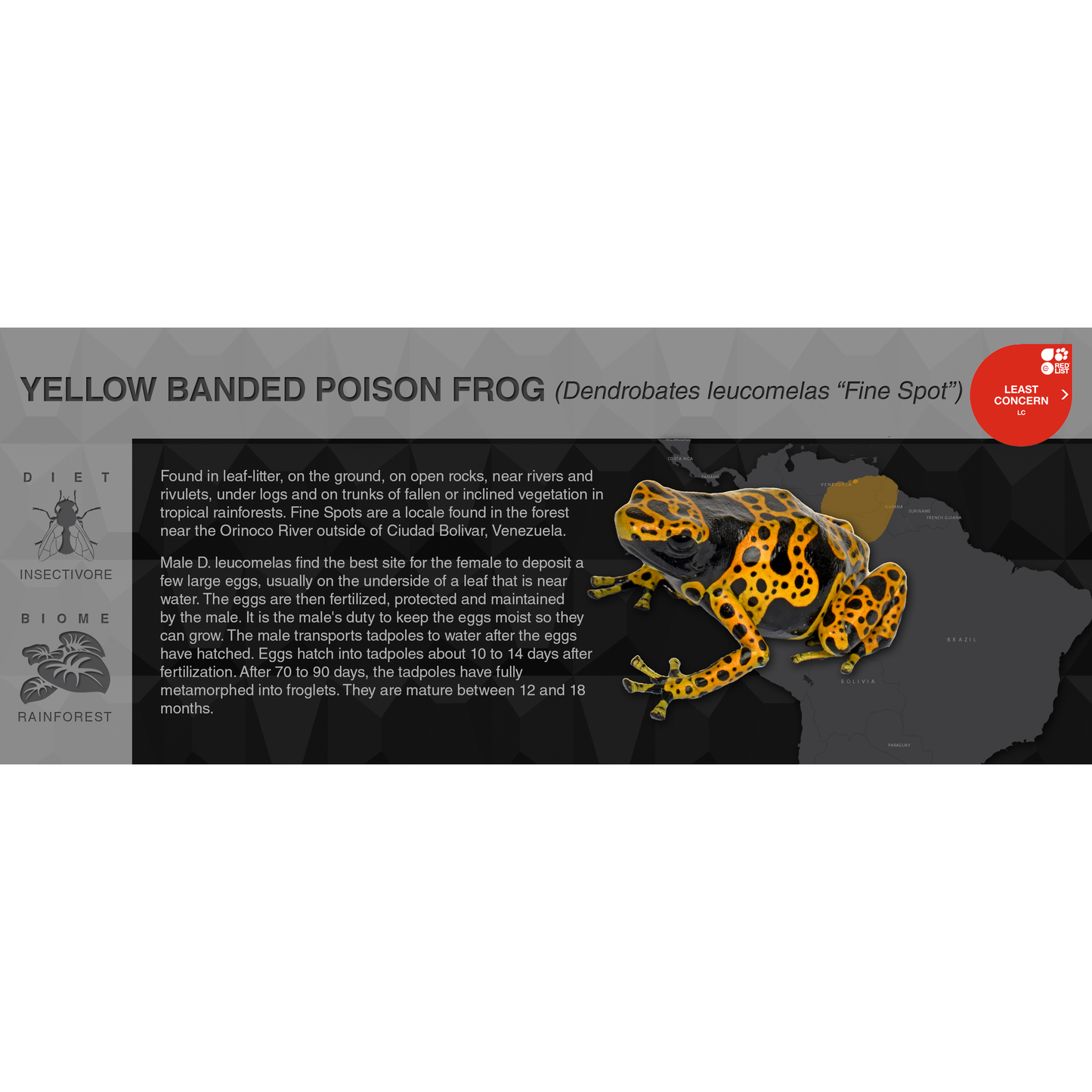 Yellow Banded Poison Frog (Dendrobates leucomelas) - Black Series Vivarium Label