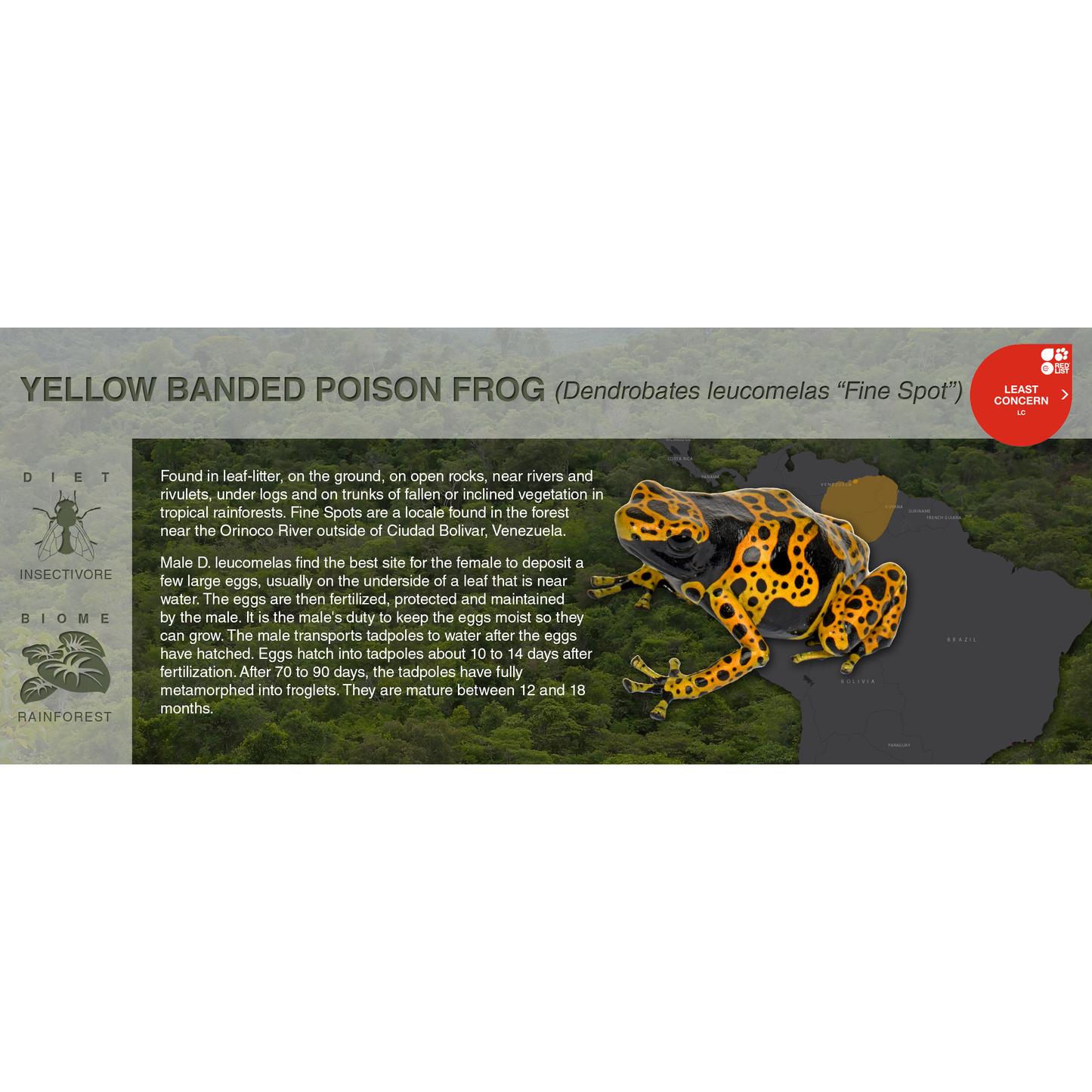 Yellow Banded Poison Frog (Dendrobates leucomelas) - Black Series Vivarium Label