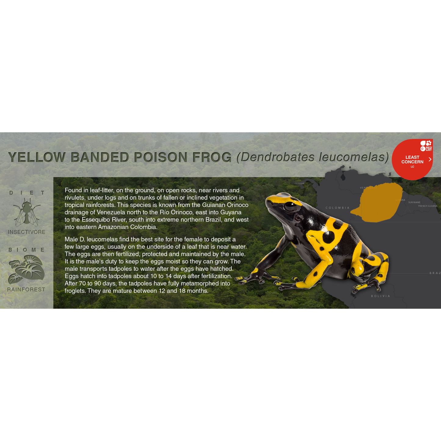 Yellow Banded Poison Frog (Dendrobates leucomelas) - Black Series Vivarium Label