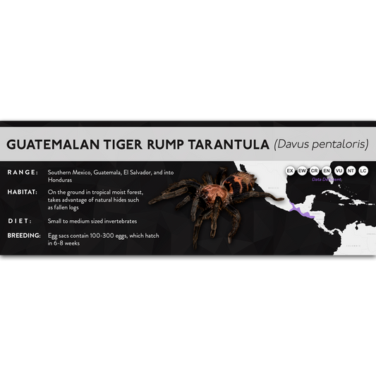 Guatemalan Tiger Rump Tarantula (Davus pentaloris) - X Label