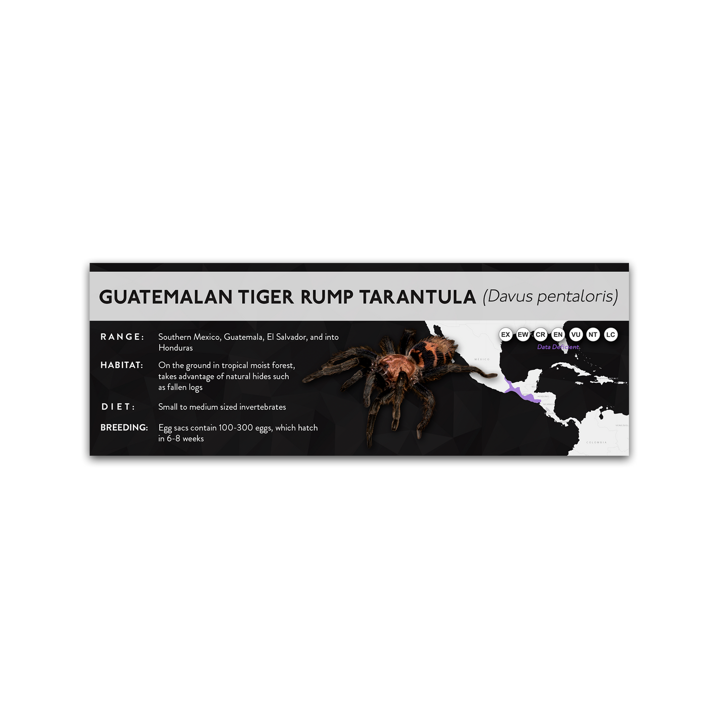 Guatemalan Tiger Rump Tarantula (Davus pentaloris) - X Label