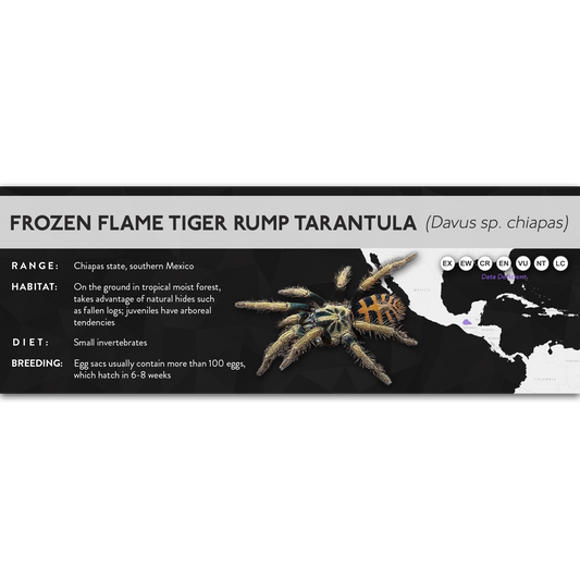 Frozen Flame Tiger Rump Tarantula (Davus sp. chiapas) - X Label