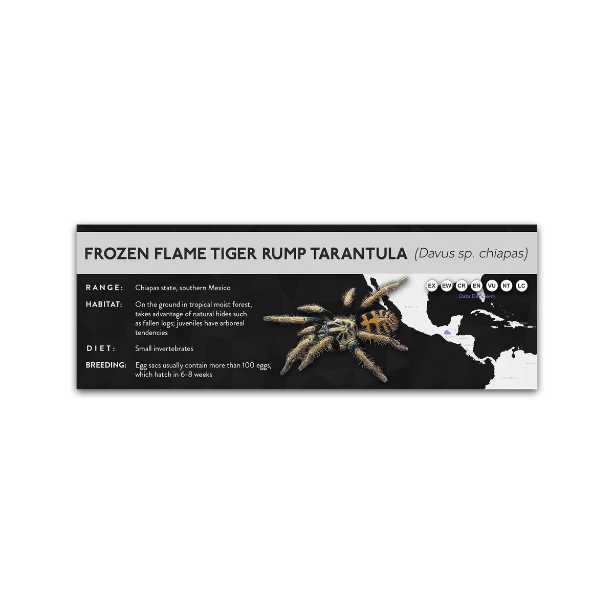 Frozen Flame Tiger Rump Tarantula (Davus sp. chiapas) - X Label