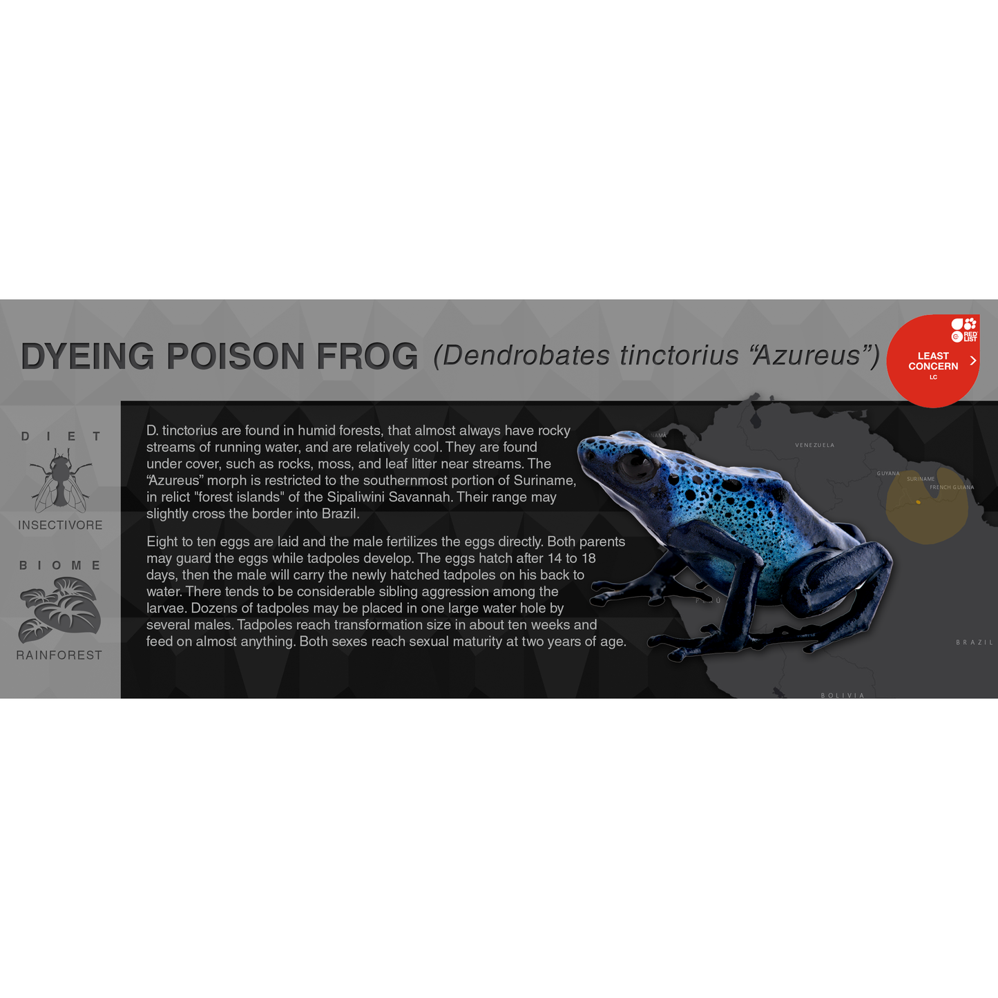 Dyeing Poison Frog (Dendrobates tinctorius) - Black Series Vivarium Label