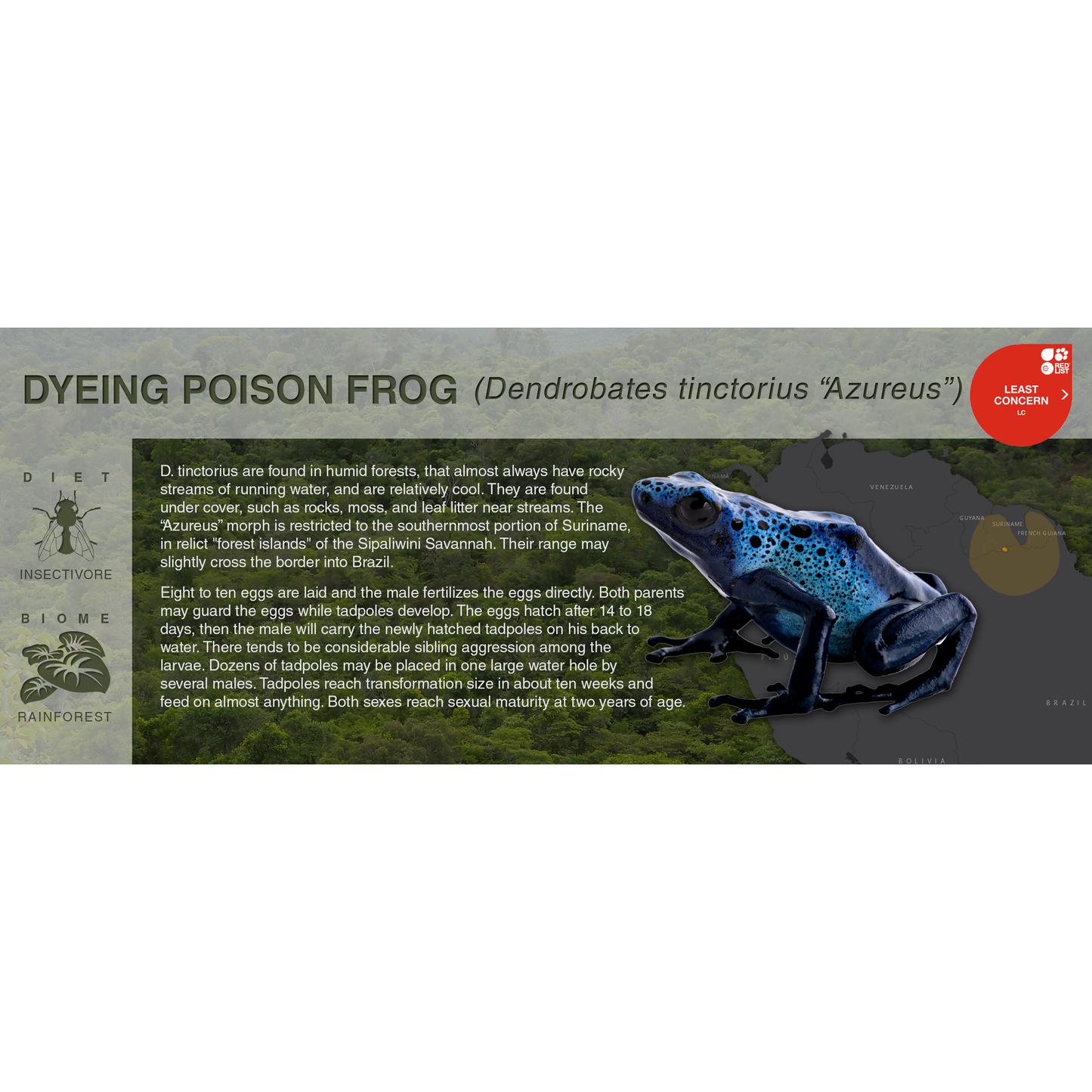 Dyeing Poison Frog (Dendrobates tinctorius) - Black Series Vivarium Label