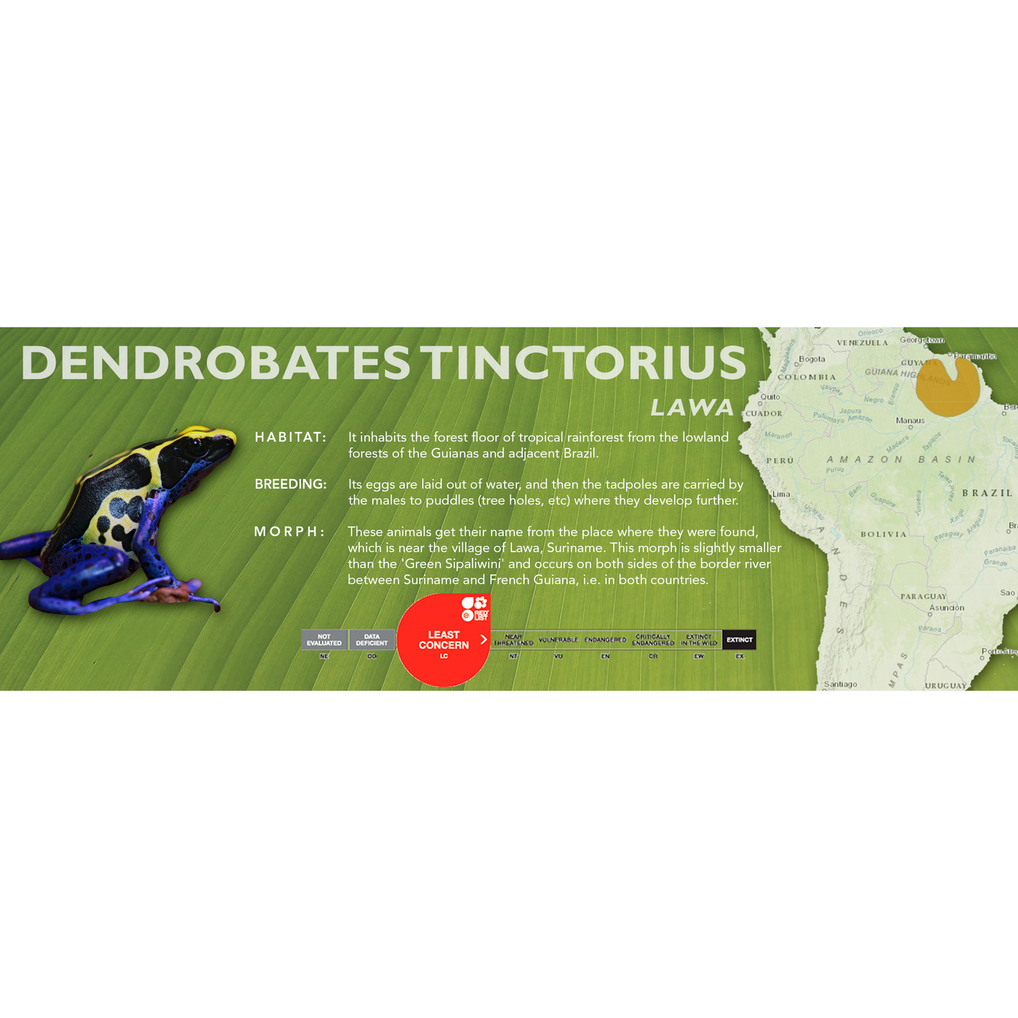 Dendrobates tinctorius - Standard Vivarium Label