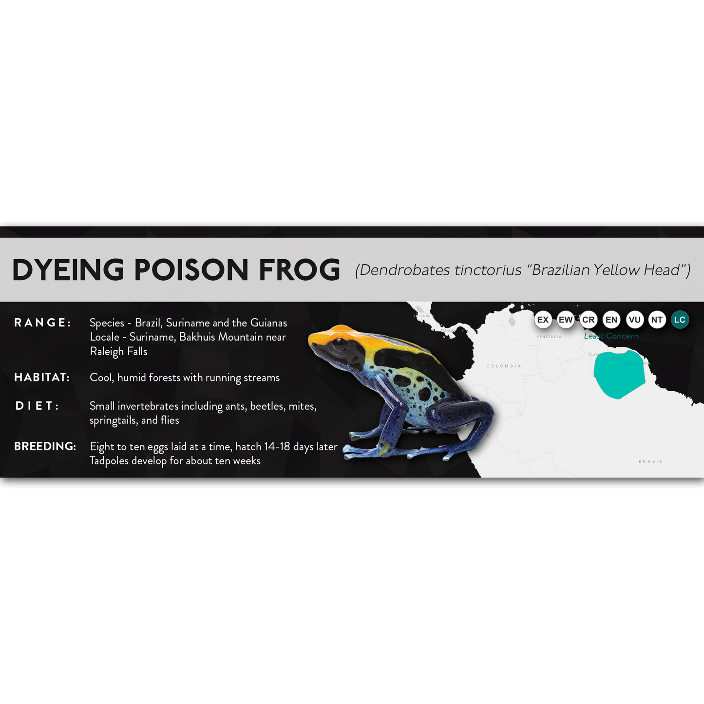 Dyeing Poison Frog (Dendrobates tinctorius) - X Label