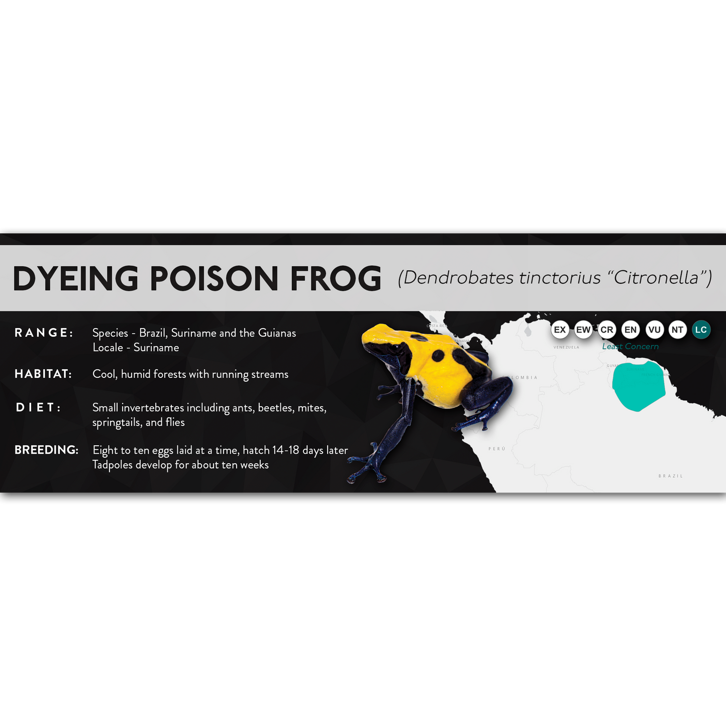 Dyeing Poison Frog (Dendrobates tinctorius) - X Label