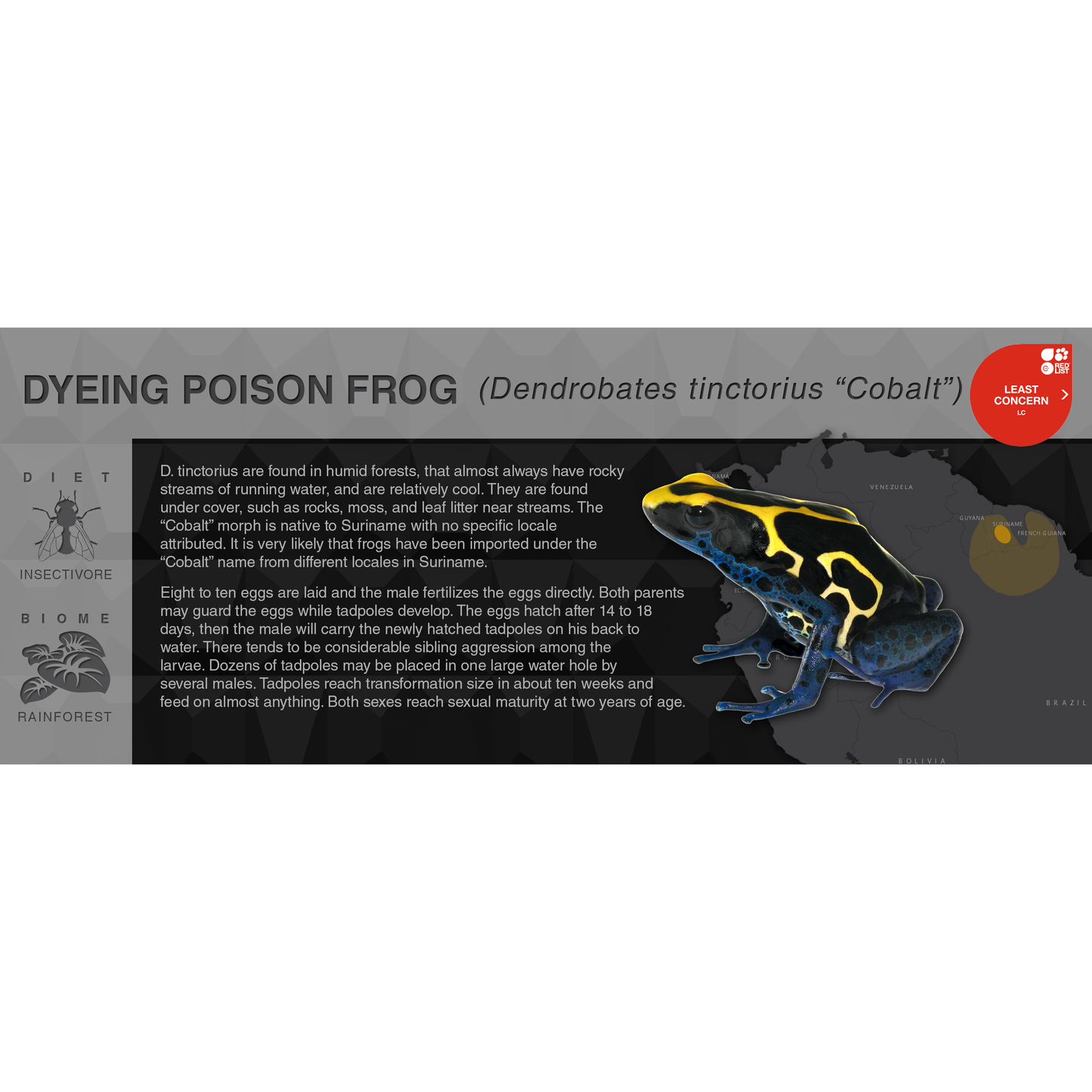 Dyeing Poison Frog (Dendrobates tinctorius) - Black Series Vivarium Label