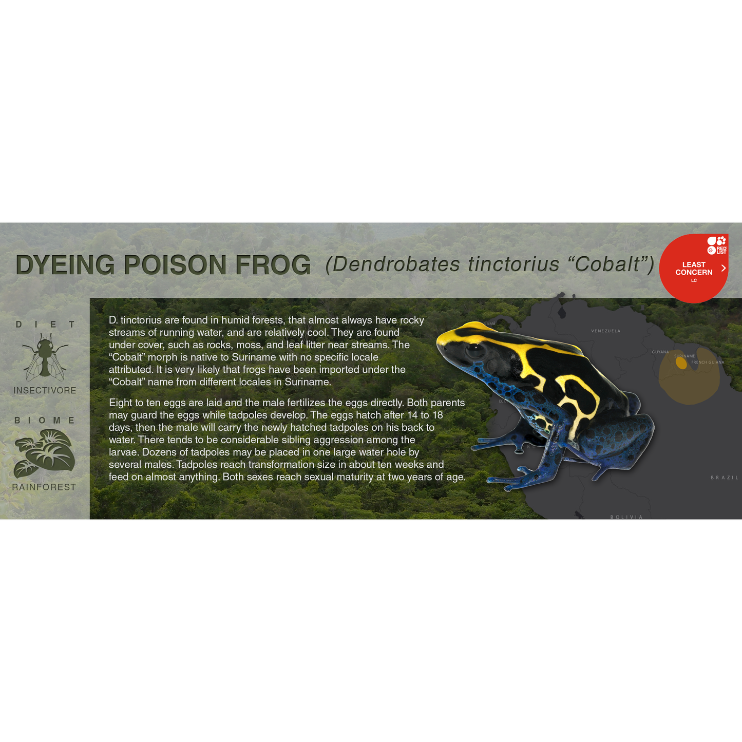 Dyeing Poison Frog (Dendrobates tinctorius) - Black Series Vivarium Label