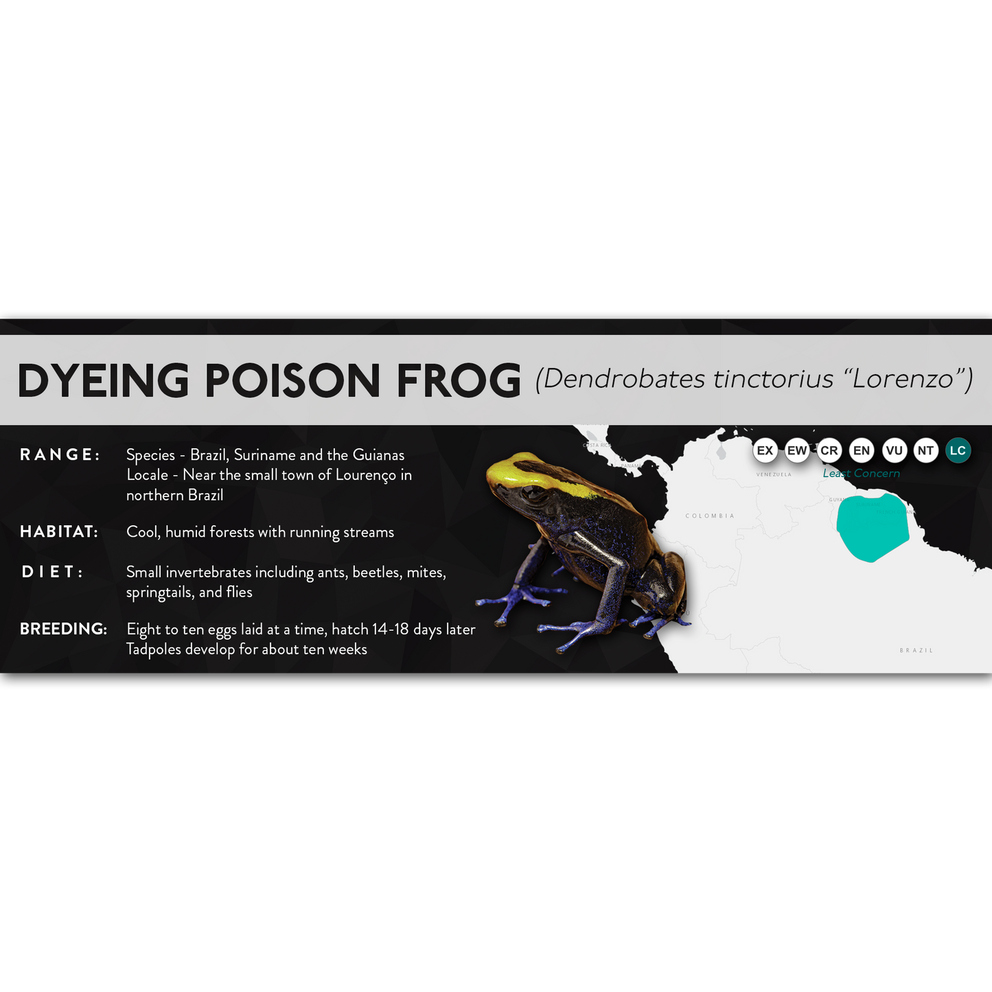 Dyeing Poison Frog (Dendrobates tinctorius) - X Label