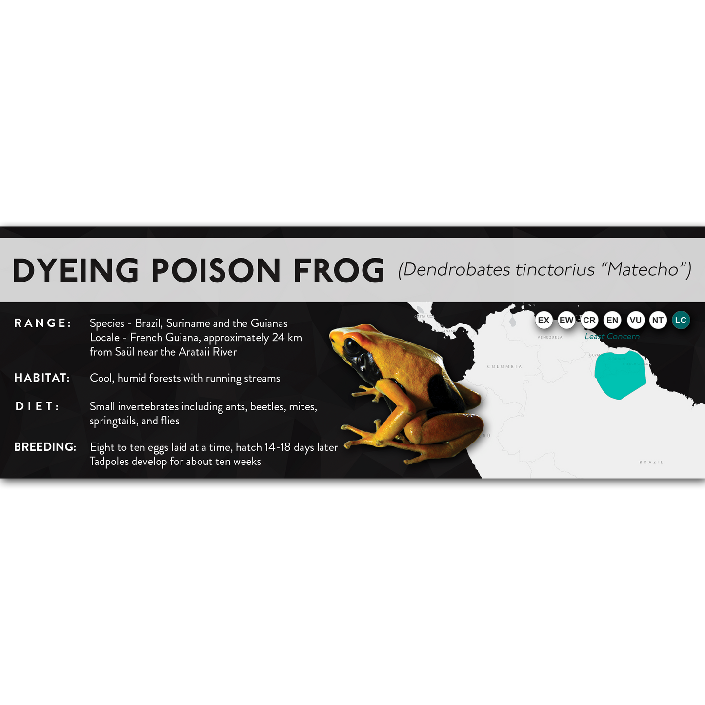 Dyeing Poison Frog (Dendrobates tinctorius) - X Label