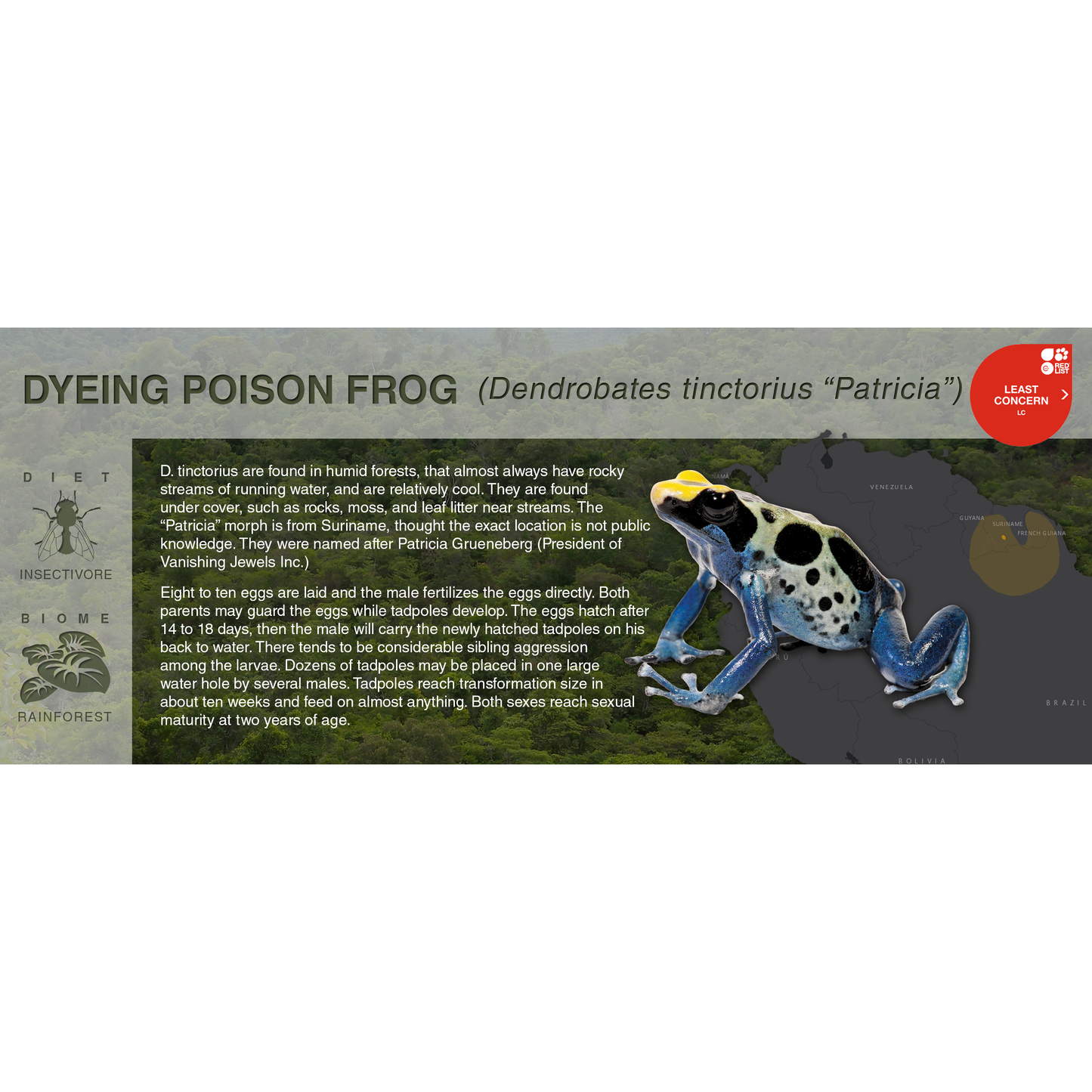 Dyeing Poison Frog (Dendrobates tinctorius) - Black Series Vivarium Label