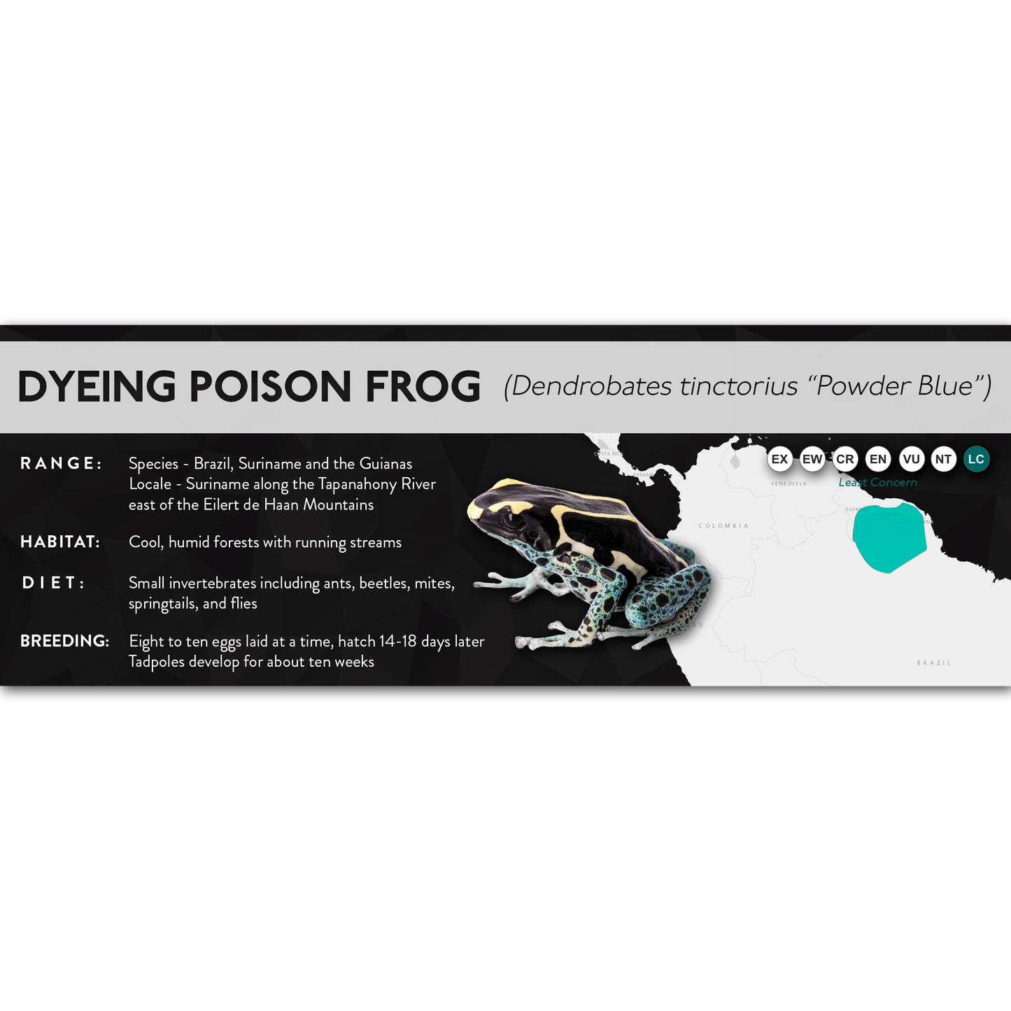 Dyeing Poison Frog (Dendrobates tinctorius) - X Label