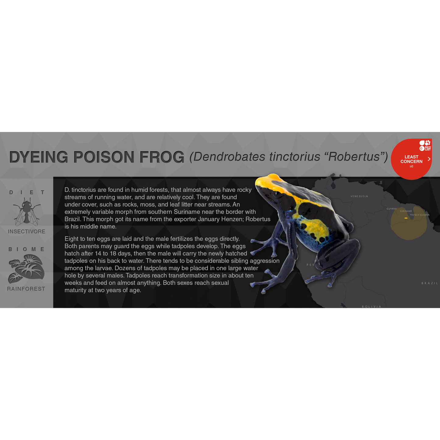 Dyeing Poison Frog (Dendrobates tinctorius) - Black Series Vivarium Label