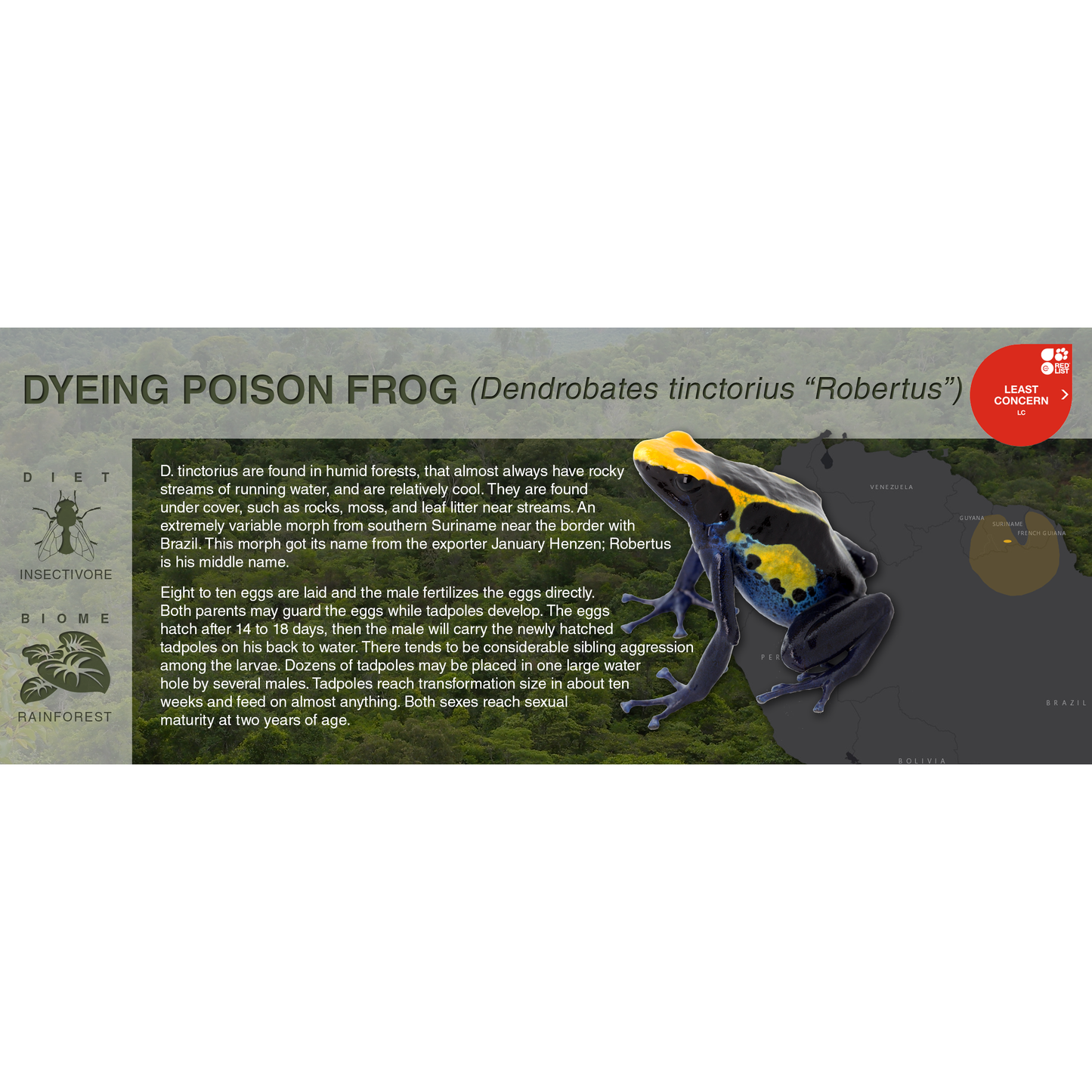 Dyeing Poison Frog (Dendrobates tinctorius) - Black Series Vivarium Label