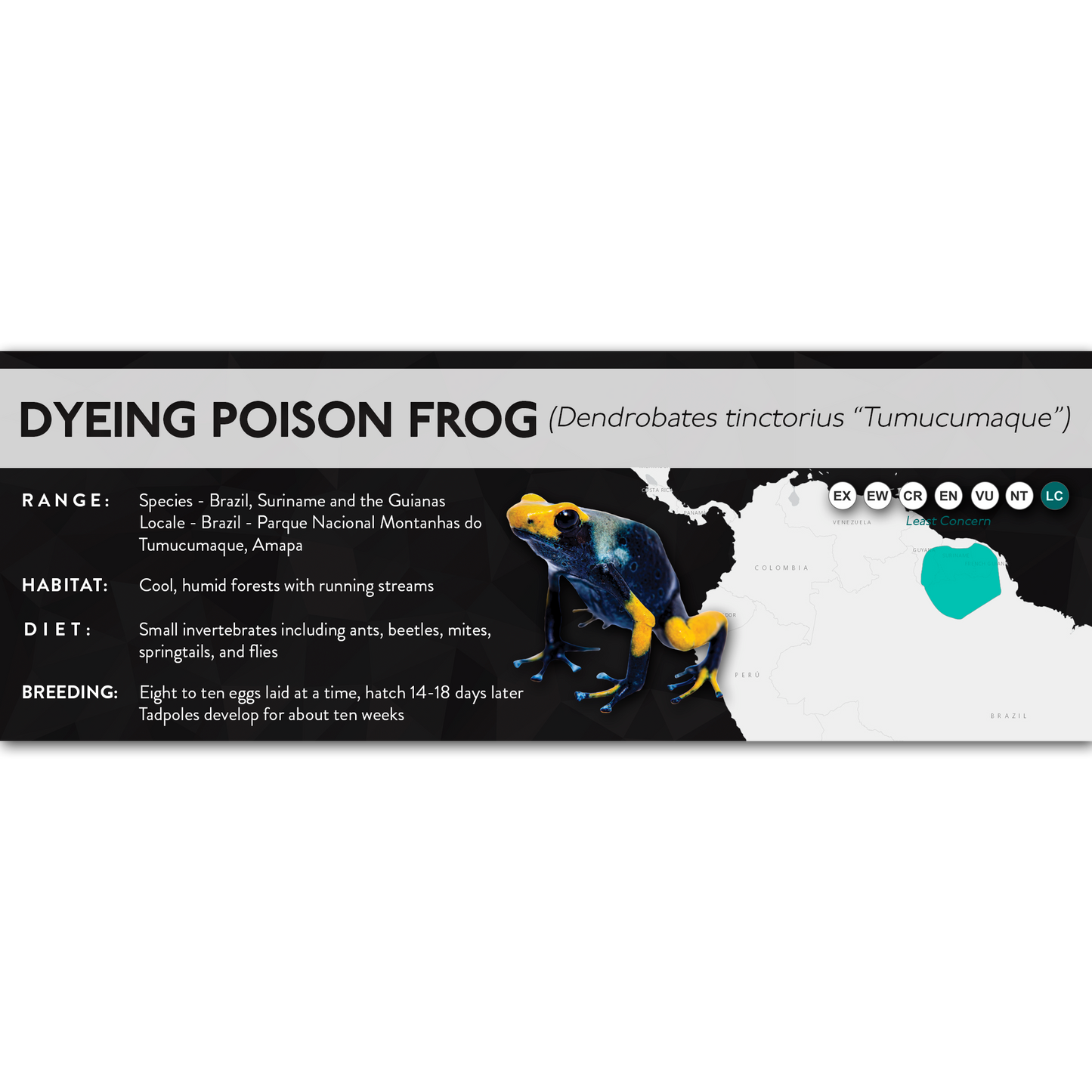 Dyeing Poison Frog (Dendrobates tinctorius) - X Label