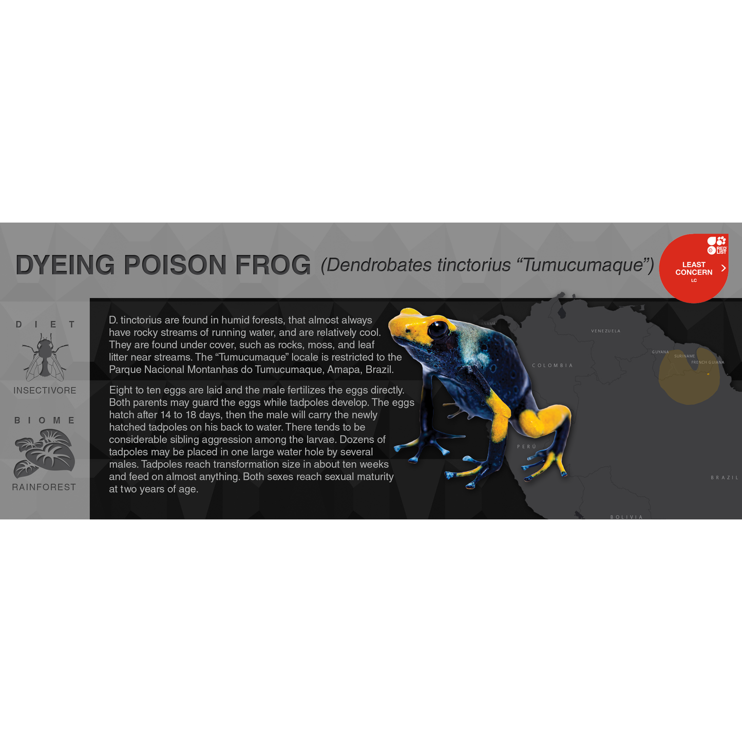 Dyeing Poison Frog (Dendrobates tinctorius) - Black Series Vivarium Label