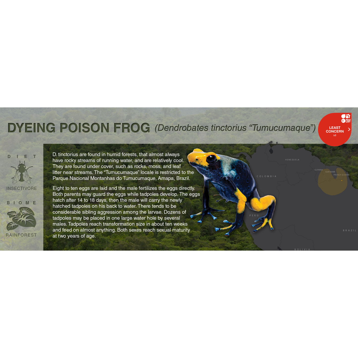 Dyeing Poison Frog (Dendrobates tinctorius) - Black Series Vivarium Label