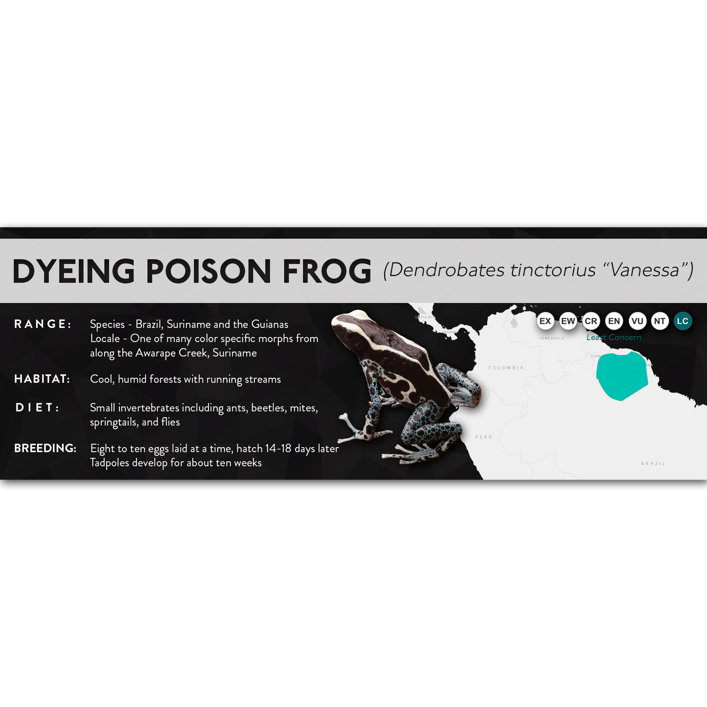 Dyeing Poison Frog (Dendrobates tinctorius) - X Label