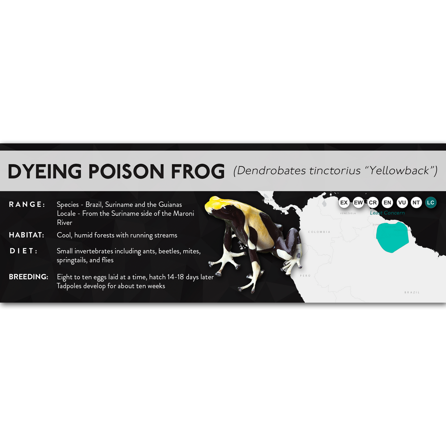 Dyeing Poison Frog (Dendrobates tinctorius) - X Label